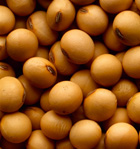 Soybeans - soja