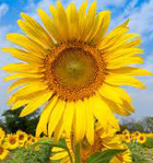 Sunflower - tournesol